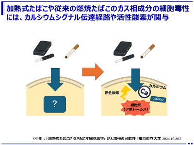 加熱式たばこ煙の抽出物は、従来のたばこ煙と同様の細胞毒性をもつ！（横浜市立大学）