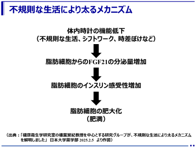 マウスによる実験結果「不規則な生活習慣による体内時計の乱れは、脂肪の動員を阻害し、脂肪細胞への脂質蓄積を引き起こし、肥満や関連疾患のリスクを高める！」（日本大学）