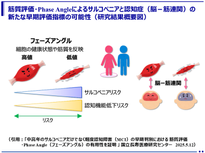 筋質の低下はサルコペニアだけでなく認知機能の低下と関連！ － 筋質評価による軽度認知障害の早期判別の可能性 －（京都医療センター、国立長寿医療研究センター 他）
